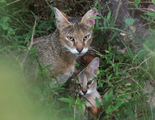 rare jungle cat sighting at udawalawe national park sri lanka 