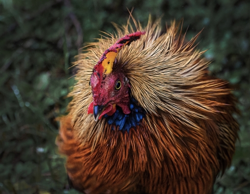 bedraggled jungle fowl at yala national park sri lanka