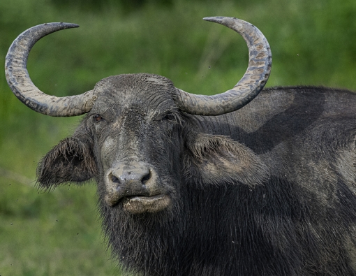 herfy buffalo captured at yala national park sri lanka