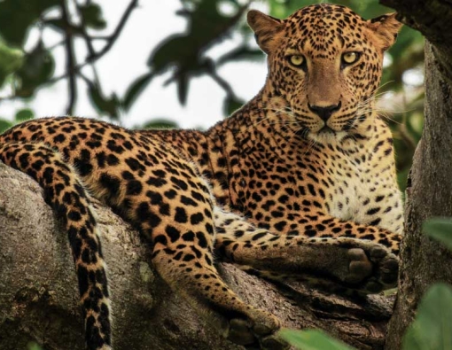 a leopard spotted at yala national park in sri lanka 