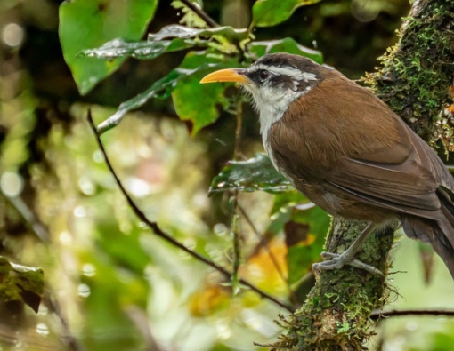 A swashbuckling swordsman among the endemic birds of Sri Lanka