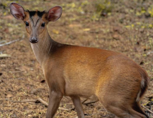 barking deer at wilpattu national park sri lanka