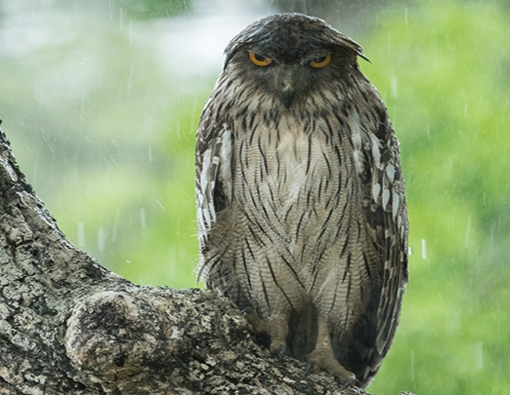 brown fish owl at wilpattu national park sri lanka 