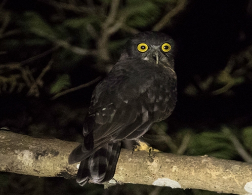 brown hawk owl at wilpattu national park sri lanka 