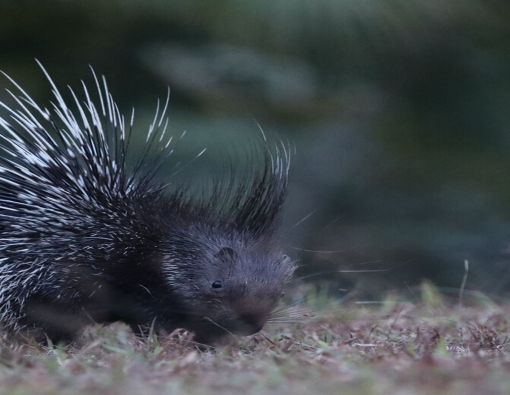 porcupine spotted at udawalwe national park sri lanka