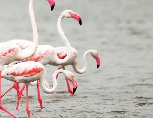 flamingos at wilpattu national park near the mannar island