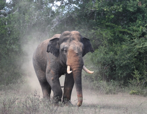 tusker gamin at udawalwe national park 