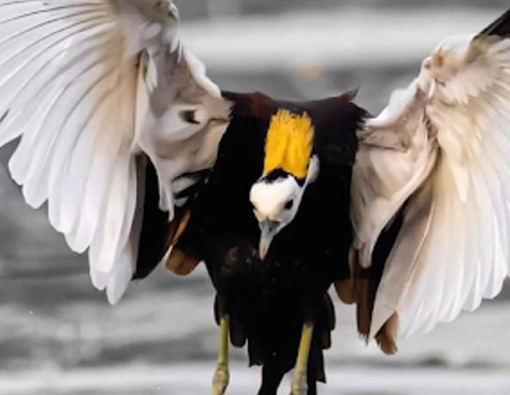 pheasant tailed jacana captured at yala national park 