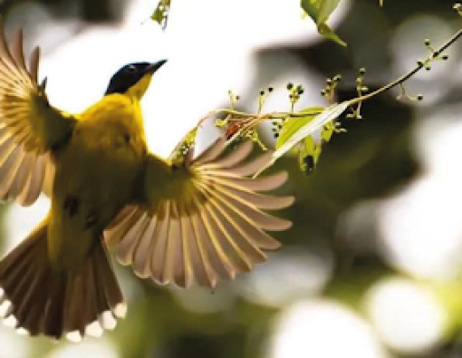 a black capped bulbul pointed at mahoora yala campsite