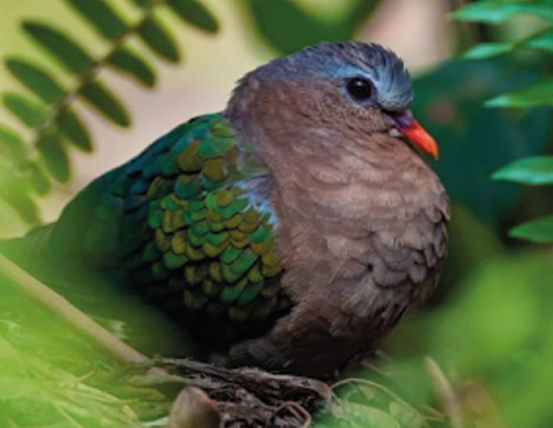 sleepy dove found at mahoora yala campsite