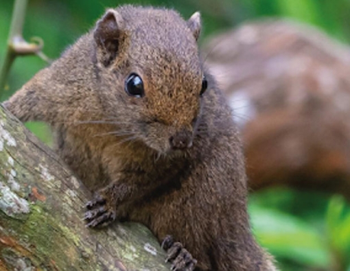 forest dweller spotted at sinharaja rain forest sri lanka 