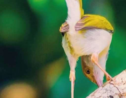 curious shot of a common tailorbird taken at mahoora campsite wilpattu national park 