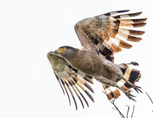 eagle just as it look off on a hunt at wilpattu national park sri lanka 