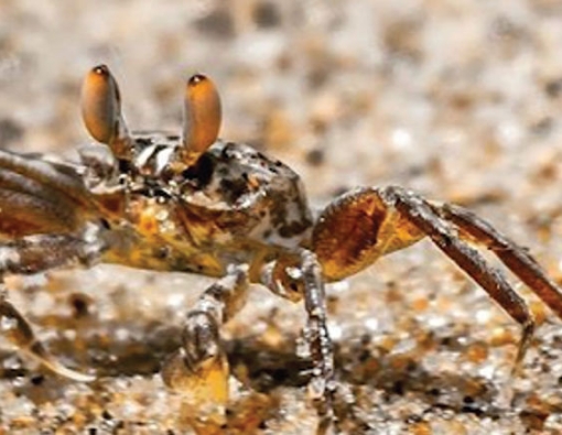 skittish little ghota crab sighting at yala national park sri lanka