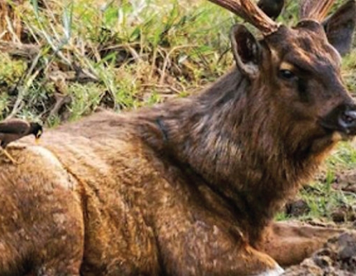 sambar deer enjoying a grooming session at wilpattu national park in sri lanka 