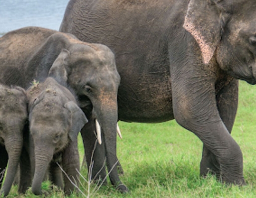 elephant safaris at udawalwe national park in sri lanka 