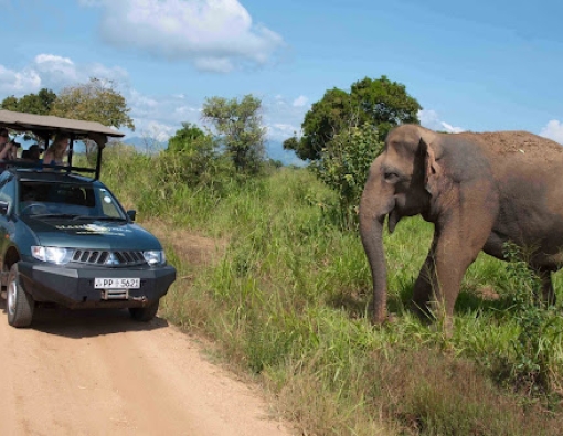 How to plan your Wild Life Safari in Sri Lanka ?