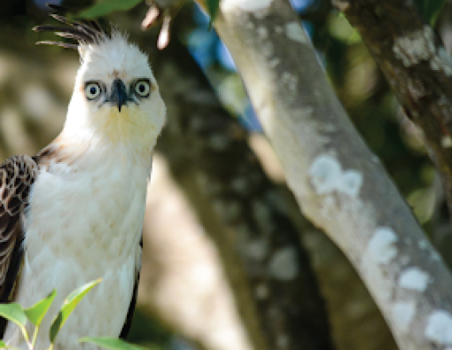 juvenile changeable hawk eagle at udawalwe national park sri lanka 