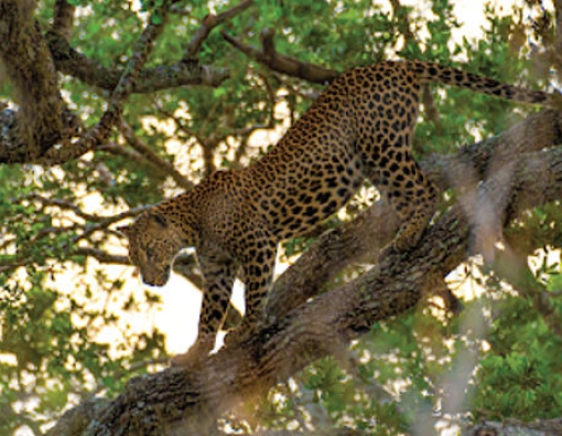 sweet young leopard spotted at wilpattu national park in sri lanka 