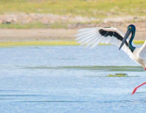 black necked stork at wilpattu national park in sri lanka 