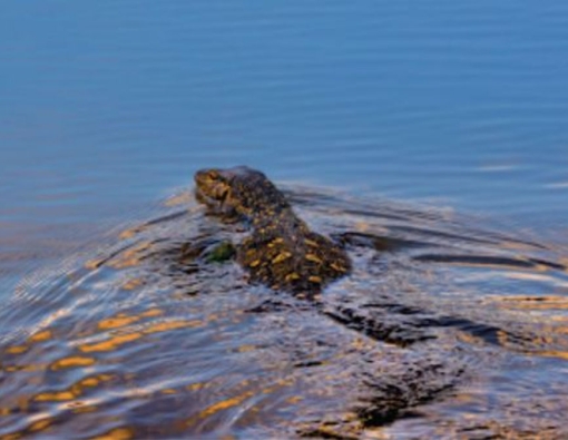 asian water monitor at wilpattu national park sri lanka 