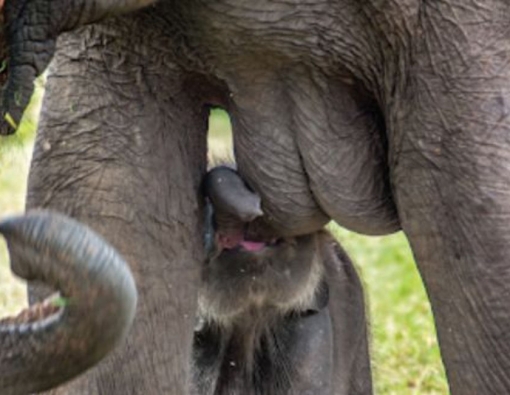 little sei lankan elephant calf at udawalawa national park 