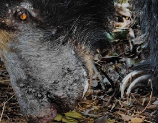 a sloth bear rooting close to the mahoora tented safari camps in wilpattu 