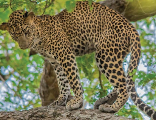 a leopard during a safari at mahoora tented safari camps in wilpattu 