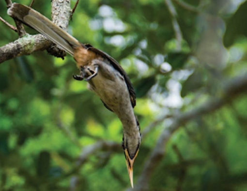 the sri lankan grey hornbill at mahoora tented safari camps in udawalwe 