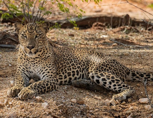 leopards in yala national park 
