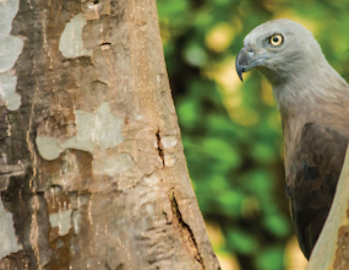 grey headed fish eagle in mahoora tented safari camp in wilpattu 