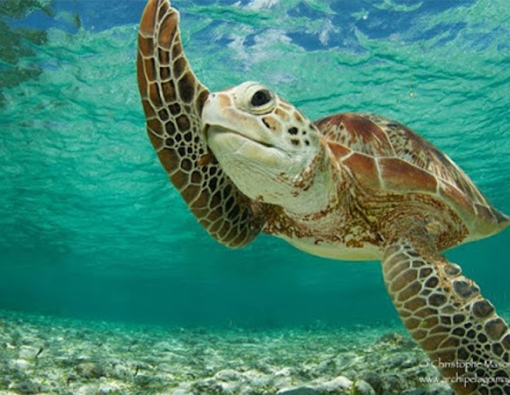 Most Interesting Sea Turtle Facts from Sri Lanka