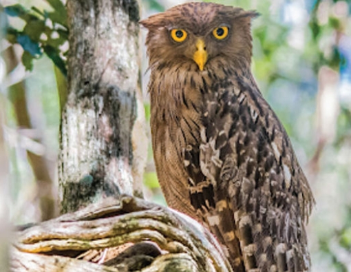 a brown fish owl on the outskirts of wilpattu national park 