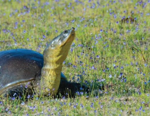 sri lankan flapshell turtle in wilpattu national park 