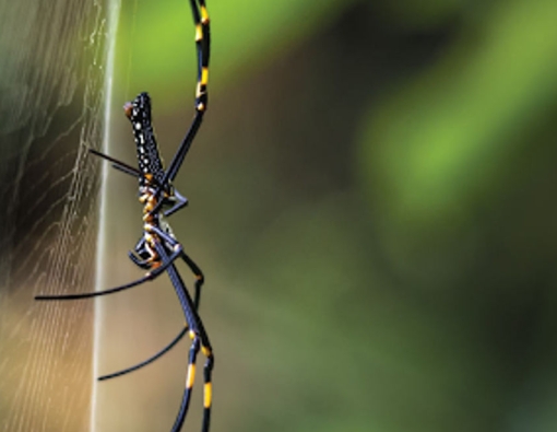 a golden orb spider in the sinharaja forest reserve