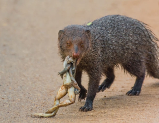 a ruddy mongoose and his breakfast in wilpattu natioanl park 