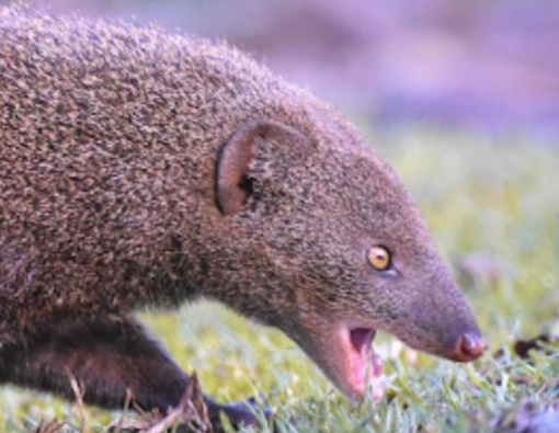 The Animal Which Speaks Like a Human; The Indian Brown Mongoose