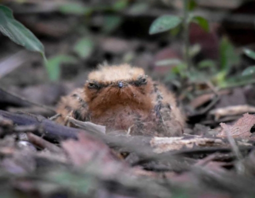 indian nightjar at wilpattu mahoora campsites