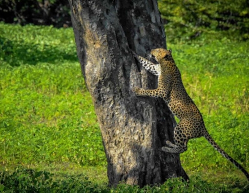 a sri lankan leopard at yala national park 