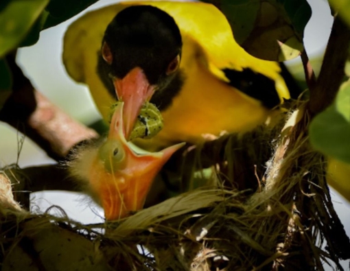 the black headed oriole at udawalwe national park 