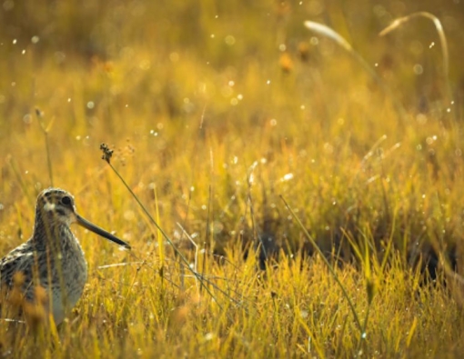 the common snipe at wilpattu national park 