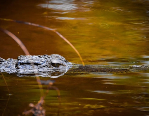 a mugger crocodile of udawalwe national park