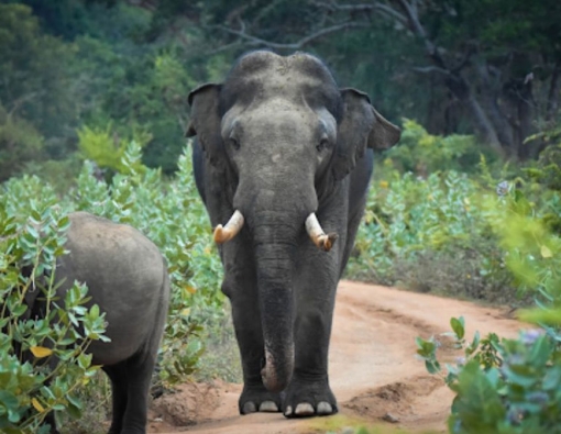 a tusker at yala national park in sri lanka 