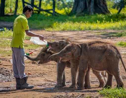 Rehabilitation of Wild Elephant Calves in Sri Lanka: Bridging Conservation and Eco-Tourism