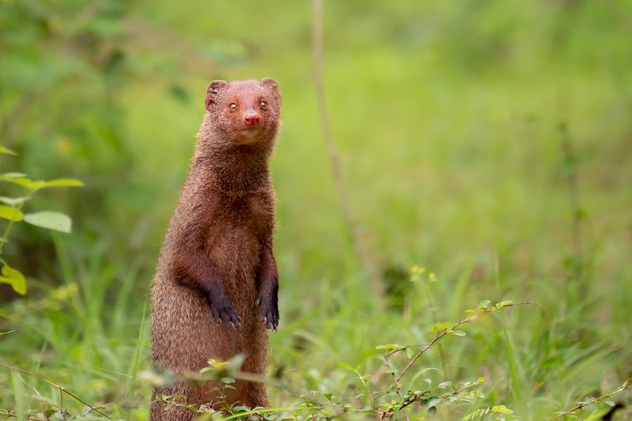 Mongoose sighting in Sri Lanka