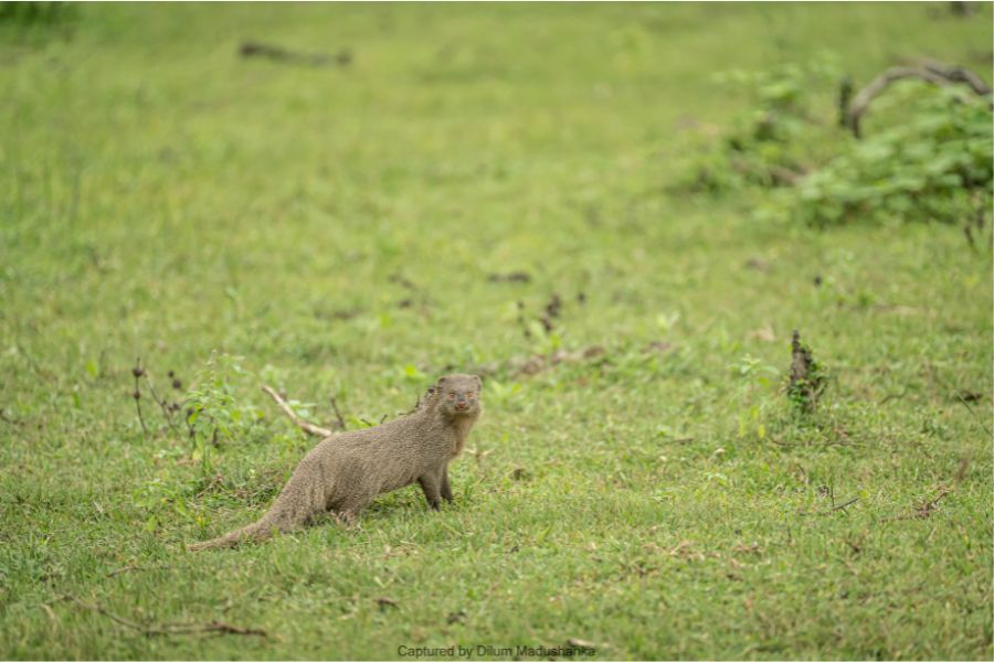 Mongoose sighting in Sri Lanka