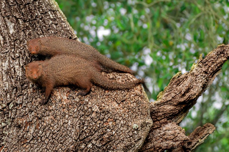 Mongoose sighting in Sri Lanka