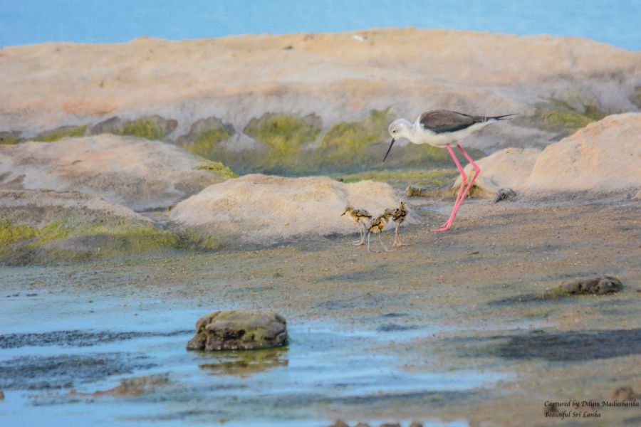 Black-winged Stilt sighting at Wilpattu national park