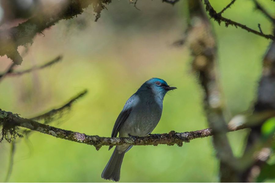 dull blue flycatcher sighting at Sinharaja