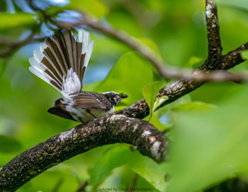 Flit, flick, fan!